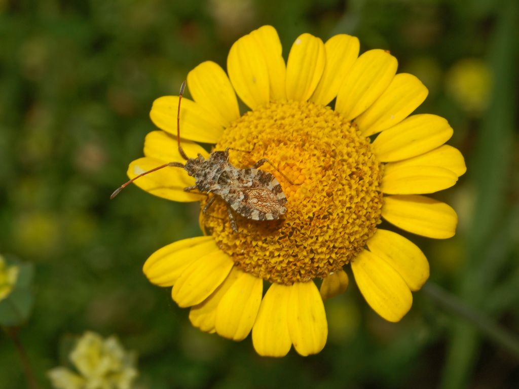 Coreidae: Centrocoris variegatus e spiniger